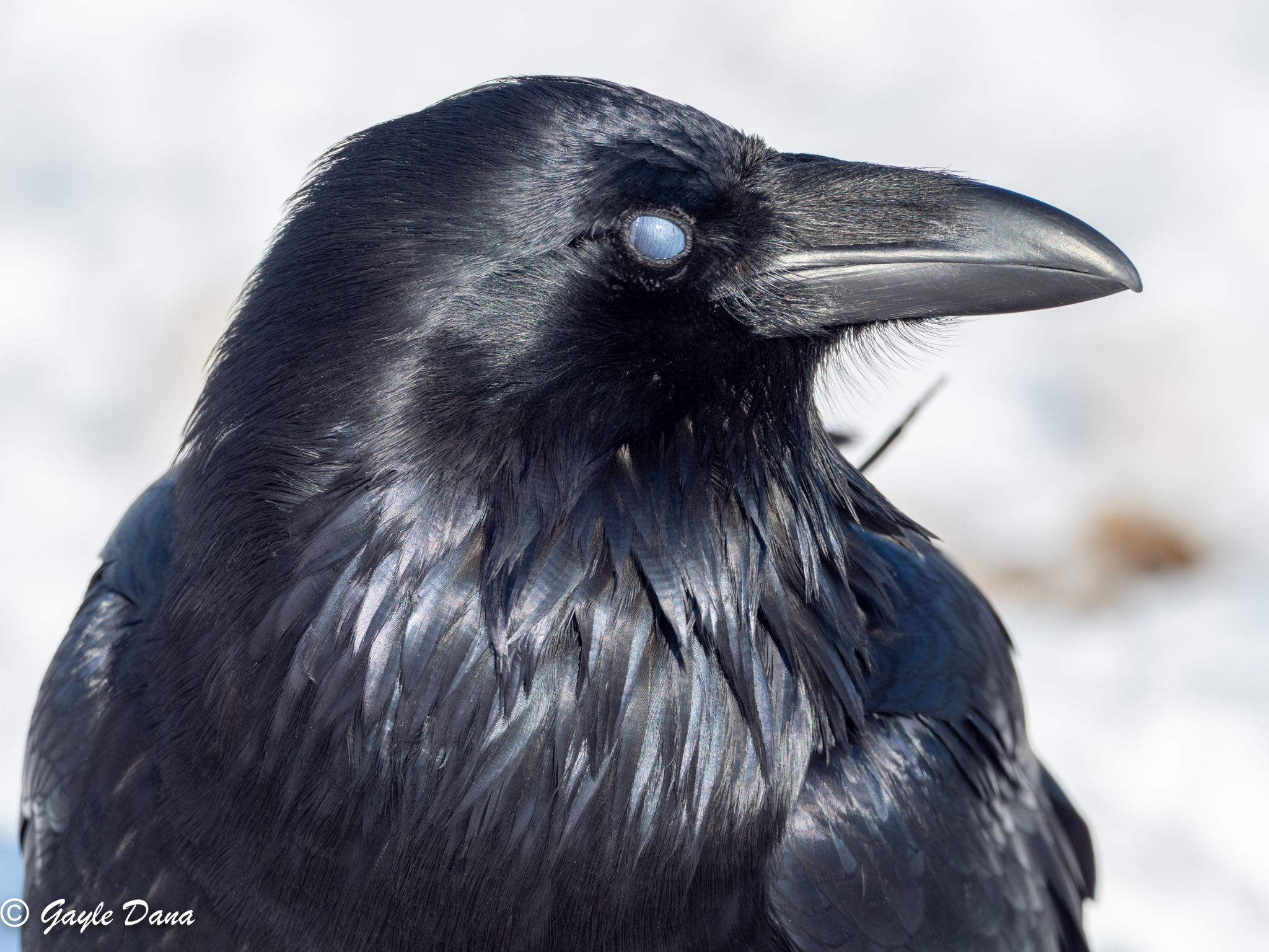 Raven full eye membrane